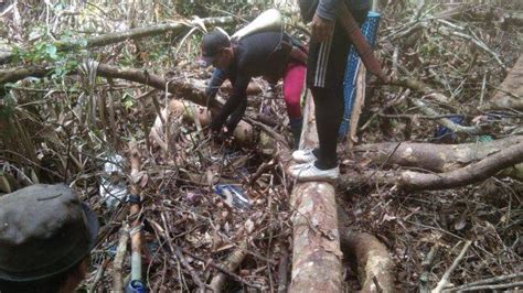 Sepekan Hilang Di Hutan Warga Malinau Ditemukan Tewas Tertimpa Pohon