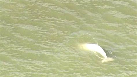 Thames Whale Benny The Beluga Cannot Be Hauled Out Bbc News