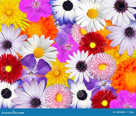 Fundo Floral Colorido Flores Coloridas Imagem De Stock Imagem 14834081