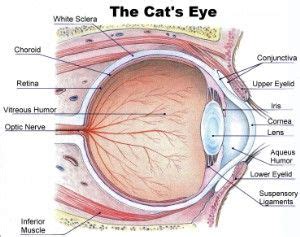 Cats’ Eye Colors Explained - Cat Tales
