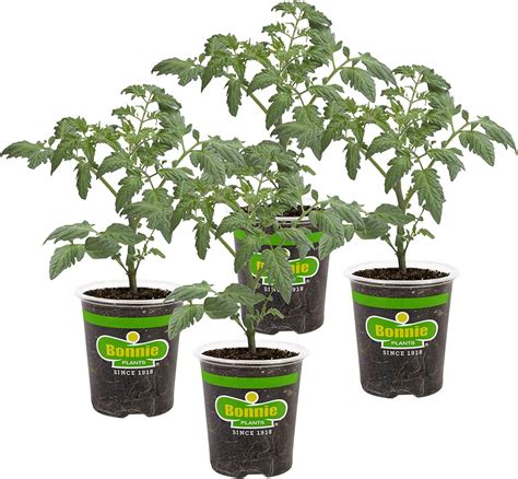 Bonnie Plants Bush Goliath Tomato 4 Pack Live Plants Amazonca