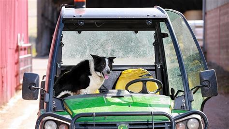 In Pictures Meet The Sheepdog Who Drove A Tractor Onto The Motorway