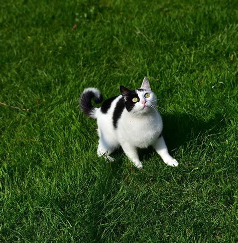 Katze Spielen Haustier Kostenloses Foto Auf Pixabay