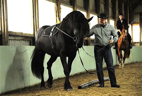 Photos Cheval Canadien Horse Association Ontario