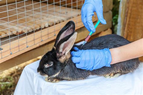 Vaccinating Rabbits Small Pet Health And Care Zooplus Magazine