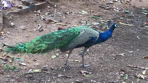 Indian Blue Peacock In All Its Glory Youtube