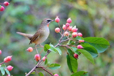 Siberian Rubythroat Stock Photo Image Of Wildlife Fruits 257012346