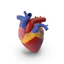 Human Heart Png Images And Psds For Download Pixelsquid S10605959f