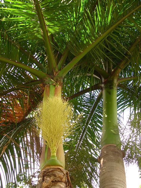Tropical Palms Royal Palm Box