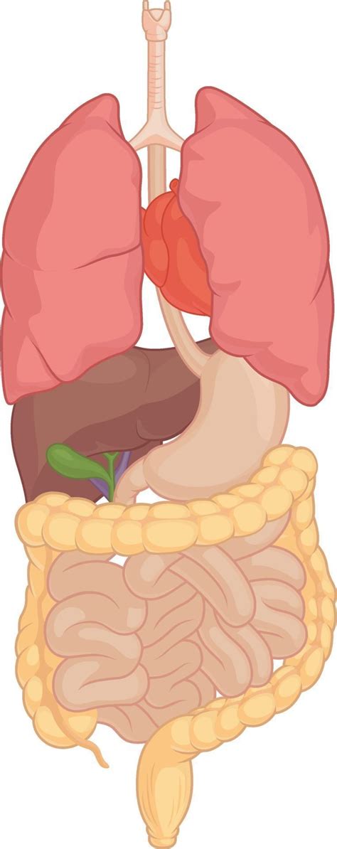 Human Internal Organ Anatomy Body Part Cartoon Isolated Vector Drawing 2185197 Vector Art At