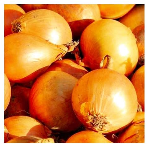 Utah Yellow Sweet Spanish Onion Seeds Non Gmo Heirloom Etsy