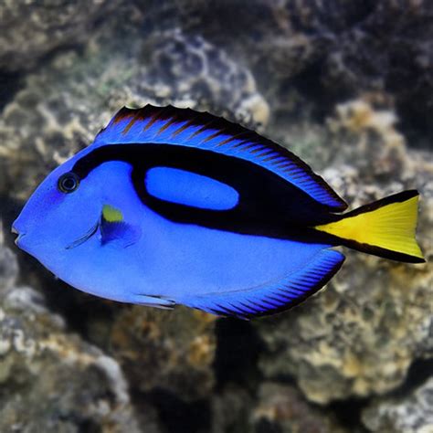 Blue Tang 5cm Paracanthurus Hepatus