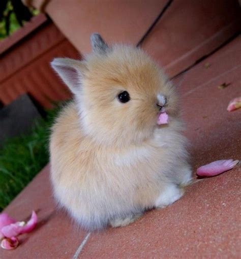 Fuzzy Bunny Cute Animals Pinterest