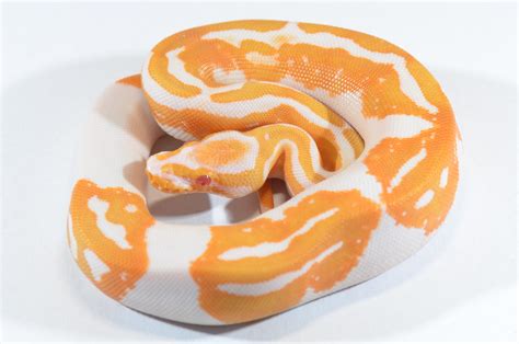 Albino Pumpkin Pied Ball Python By Piebald Rulez Morphmarket