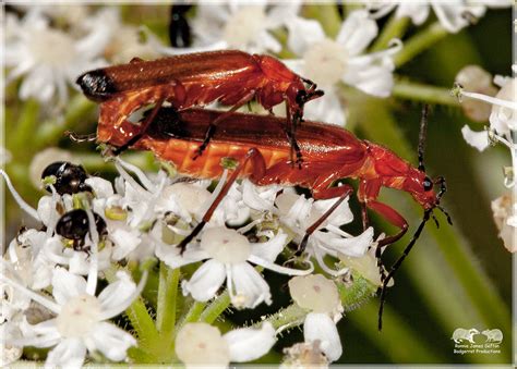 Common Red Soldier Beetle Rhagonycha Fulva Sandy Bedford Flickr