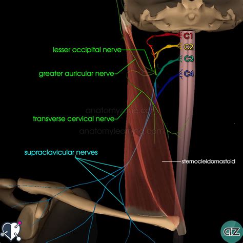 Cervical Plexus Anatomyzone