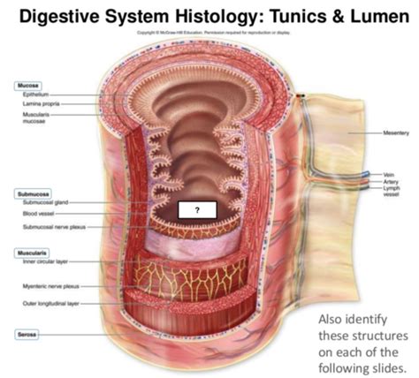 A Histology Of The Digestive System Flashcards Quizlet