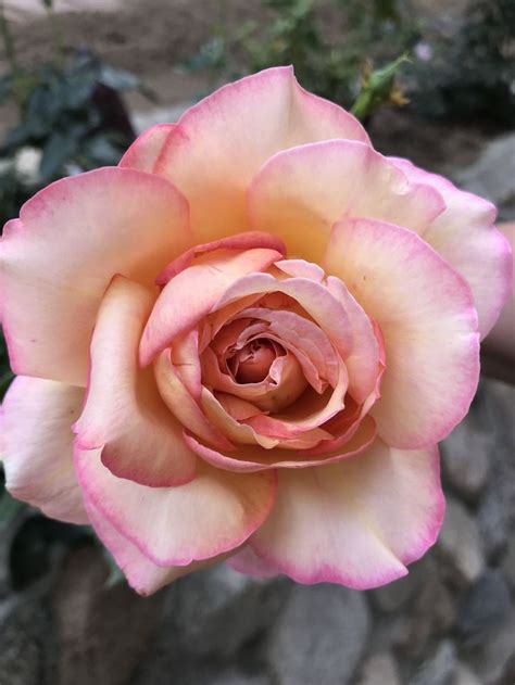 Chicago Peace Hybrid Tea Rose | Rosas