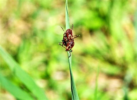The Abcs Of Tick Season In Wisconsin Wiscontext