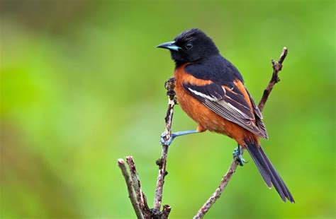 9 Species Of Oriole In North America Inc Awesome Photos Birds Advice