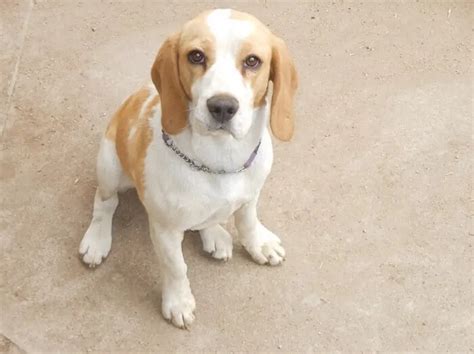 Cores Do Beagle Conheça Agora As Principais