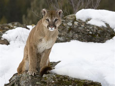 All About Animal Wildlife Mountain Lion Few Facts And Images Photos