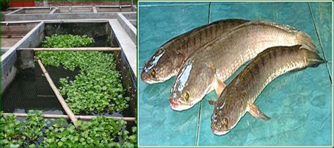 Gambar ikan kartun berwarna, gambar ikan kartun di laut, ikan vektor png, gambar logo ikan laut mancing ikan gabus terbesar dengan teknik casting youtube 12 12 2019 cari tahu sebesar apa. Cara Budidaya Ikan Gabus - BUDIDAYAKU
