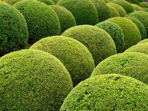 Plants that love the shade. 14 Small Evergreen Shrubs - Bushes for a Tiny Garden | Deer resistant shade plants, Shade plants ...