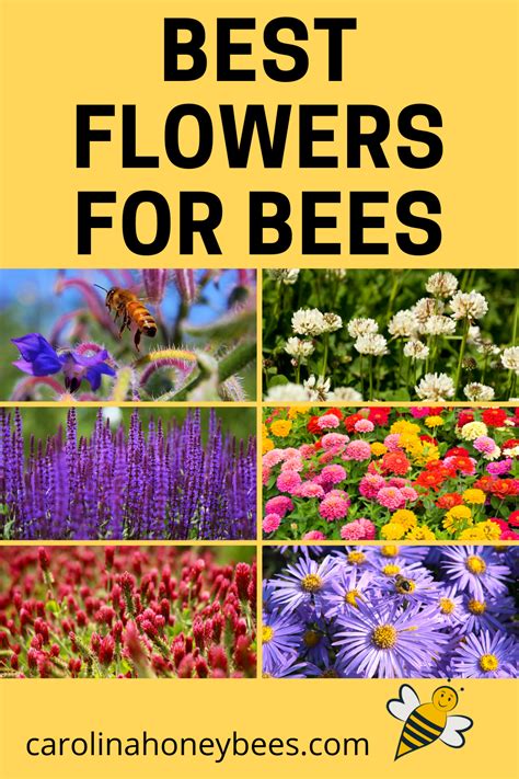 Best flowers for bees in vegetable garden. Planting the Best Flowers for Honey Bees in 2020 | Best ...