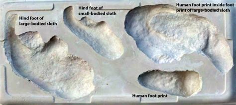Ancient Humans Stalked Giant Ground Sloths Fossil Footprints Suggest