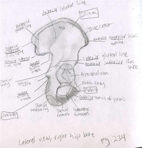 Axial Skeleton Lateral View Right Pelvic Bone By Mismatching Socks On