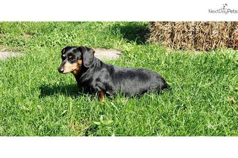 Short hair black and tan, and short hair black and tan brindle. Virginia : Dachshund, Mini puppy for sale near Chicago, Illinois. | 2c66f8e4-63d1