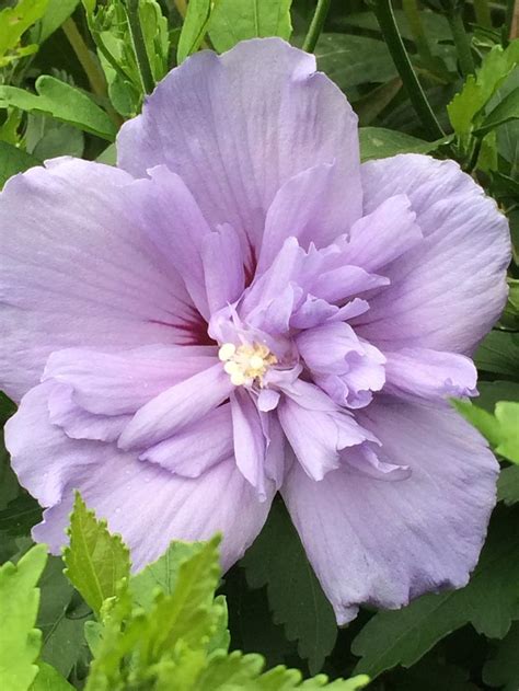 Photo Of The Bloom Of Rose Of Sharon Hibiscus Syriacus Blue Chiffon