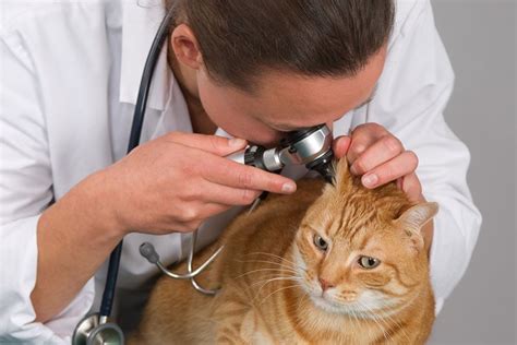 Ear Polyps In Cats Causes Signs And Treatments Vet Answer Hepper