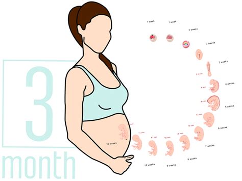 3 Months Pregnant Symptoms Diet Chart And Exercises