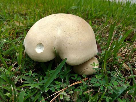 Unusual Mushrooms Artist Sana Shaw