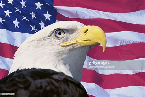 Bald Eagle In Front Of American Flag High Res Stock Photo