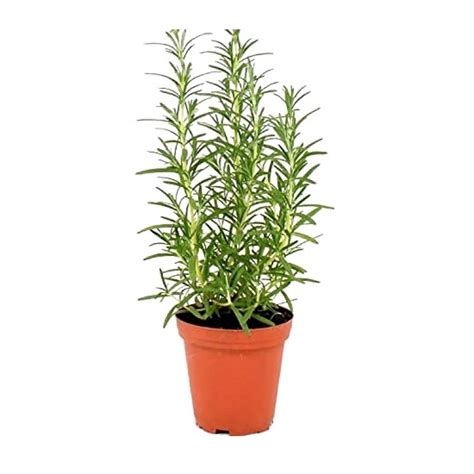 Rosemary Herbal Plant Online Plant Nursery Gardening