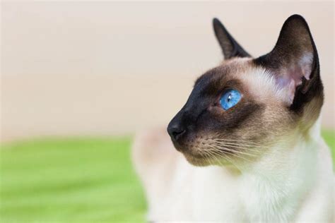 14 Facts About Seal Point Siamese Cats Picture Gallery Cat World