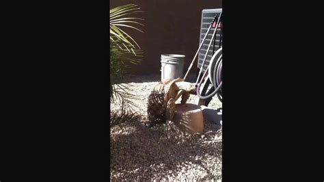 Tortoise Having Sex With Sprinkler Box Grunting Youtube
