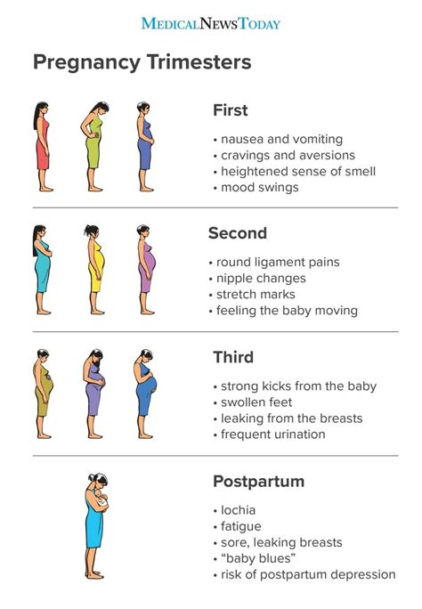 pregnancy timeline week by week