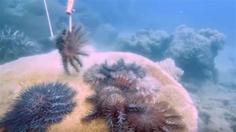 Boost To Crown Of Thorns Starfish Control