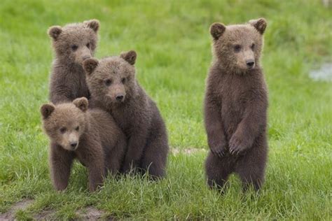 Best Friends Four Cute Brown Bear Cubs Print Media