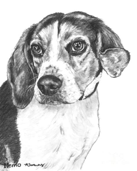 Beagle Charcoal Drawing By Kate Sumners Drawings Canine Art