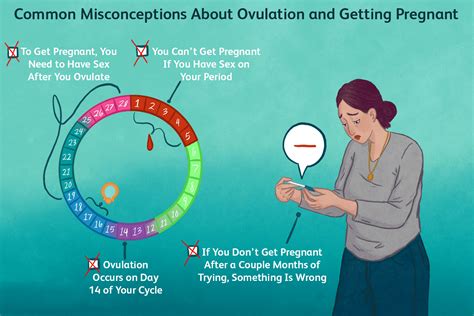 Ovulation And Pregnancy Everything To Know