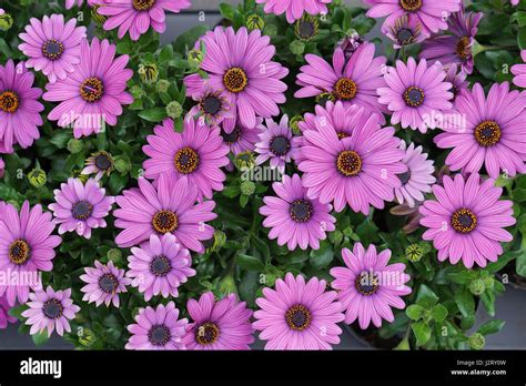 Purple Daisies Background Stock Photo Alamy