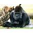Gorilla Wallpapers  Fun Animals Wiki Videos Pictures Stories