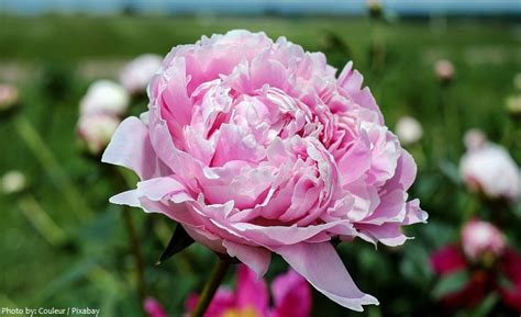 Interesting Facts About Peonies Just Fun Facts