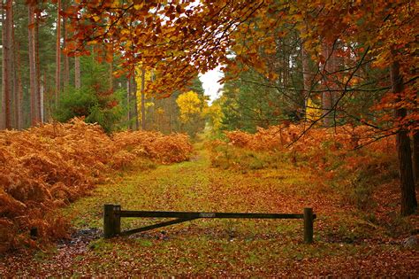 New Forest In Hampshire England Autumn Landscape