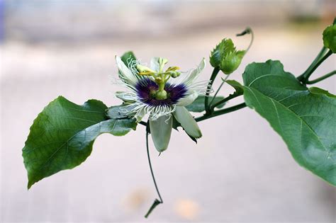 How To Grow And Care For Passionflower Gardeners Path 2023